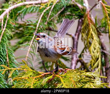 Spatzen, hoch oben auf einem Zedernzweig mit gespreizten Flügeln und Gesang mit offenem Schnabel in seiner Umgebung und seinem Lebensraum. Spatz. Stockfoto