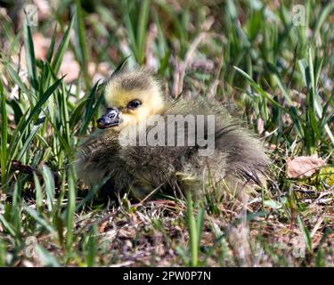 Kanadische Gänseküken Nahaufnahme Profil Ansicht auf Gras in seiner Umgebung und Lebensraum ruhen. Bild „Canada Goose“. Bild. Hochformat. Foto. Stockfoto