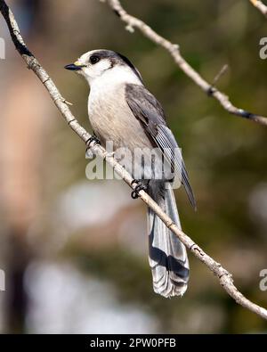 Grey Jay – Nahaufnahme des Profils hoch oben auf einem Ast mit einem unscharfen Waldhintergrund in seiner Umgebung und Umgebung. Stockfoto