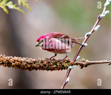 Purple Finch, Nahansicht des männlichen Profils, hoch oben auf einer getrockneten Mulleinstielpflanze mit rotem Gefieder und unscharfem Hintergrund. Finch Picture. Stockfoto