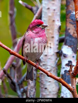 Purple Finch, männliche Nahaufnahme von vorne, hoch oben auf einem Ast mit einem unscharfen Waldhintergrund in seiner Umgebung und seinem Lebensraum. Finch Picture. Stockfoto