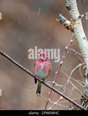 Purple Finch, Nahaufnahme von vorne, im Frühling auf einem Ast mit fallendem Regen und einem weichen, unscharfen braunen Hintergrund in der Umgebung. Stockfoto