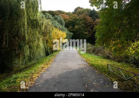 Die alte Asphaltstraße führt in die Ferne. Grüner Wald, Frühherbst. Stockfoto