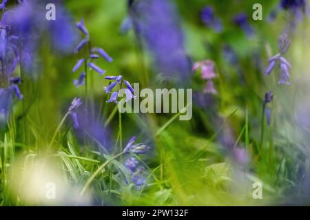 Wunderschöne Blauglocken in wunderschönem Waldland, teuflisches Licht Camerons Punkt, dass du für Weichheit im Vordergrund durch Blauglocken schießt Stockfoto