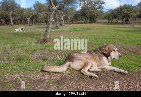 Spanische Mastiffhunde, die sich im Bundesstaat dehesa ausruhen. Ausgezeichnetes, umfangreiches Tierschutzhund Stockfoto