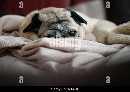 Ein 11 Jahre alter Hund auf dem Sofa. Der beige Hund kuschelt sich in eine beige Decke. Er schaut in die Kamera. Die Ohren werden aufmerksam nach vorne geschoben. Stockfoto