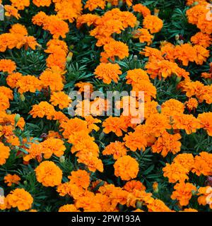 Eine große Anzahl von wunderschönen Blühten gelben Ringelblumen in einem Blumenbeet. Ansicht von oben Stockfoto