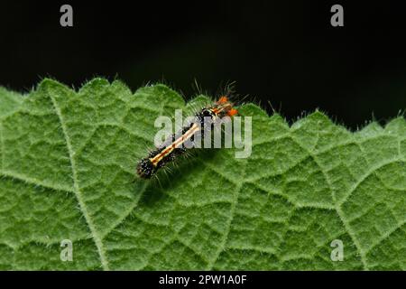 Die Raupen essen eifrig frische Blätter. Stockfoto