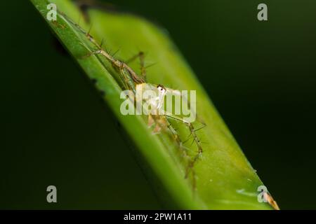 Oxyopes javanus Throll auf den Blättern kann springen, um Beute zu fangen. Stockfoto