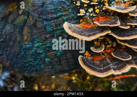 Gesund viele farbige Polyporenpilze auf einem Baumstamm in einer Detailansicht des Waldes Stockfoto