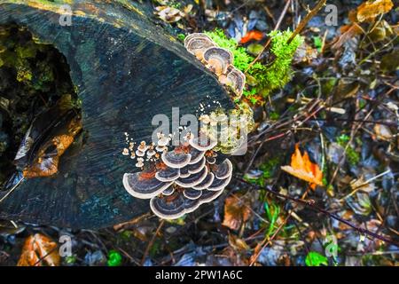 Gesund viele farbige Polyporen-Pilze auf einem Baumstamm mit Blick auf den Wald von oben Stockfoto