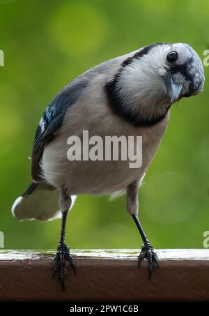 Ein Bluejay kommt an Deck an Stockfoto