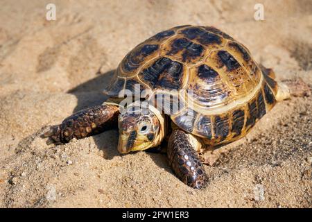 Russische Schildkröte im Sand. Landschildkröte aus der Nähe Stockfoto