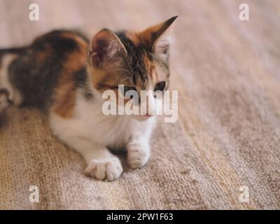 Entzückende kleine Kätzchen auf einem Bett liegen. Stockfoto