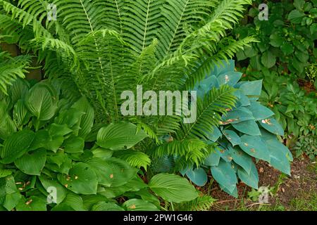 Grüne Farne wachsen in einem üppigen botanischen Garten oder Park an einem sonnigen Tag an der frischen Luft im Frühling. Nahaufnahme von lebendiger und blättriger Polypodiophyta Stockfoto