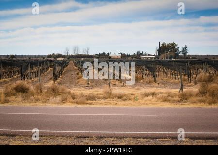 Nach dem Winterschnitt reiht sich der Weinberg in Tupungato, Mendoza, Argentinien. Stockfoto