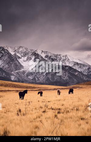 Pferde galoppieren in Valle de Uco, Mendoza, Argentinien, durch ein kaltes Grasland an den schneebedeckten, zerklüfteten Anden. Stockfoto