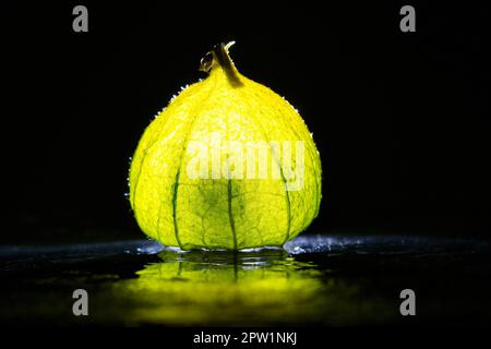 Physalis auf schwarzem nassem Boden mit schwarzem Hintergrund. Beleuchtete Früchte. Vitamin-C-reiche Früchte. Strukturen im Detail dargestellt. Fotoessen Stockfoto