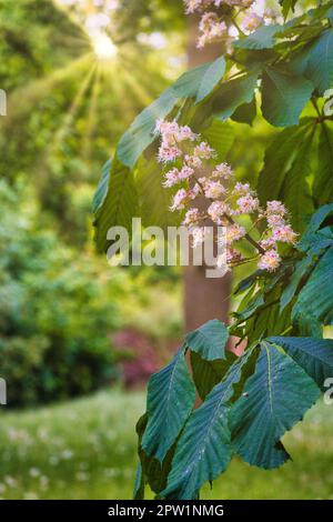 Kastanienblüte auf dem Zweig eines Kastanienbaums. Weiße Blumen auf dem Dolch. Frühlingszeit im Park. Blumenfoto aus der Natur Stockfoto