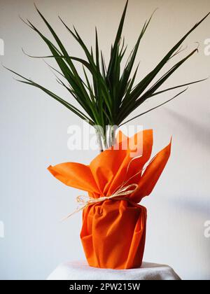 Dracaena, tropische Pflanze als Innenausstattung. Ein Geschenk in orangefarbenem Geschenkpapier auf einem Tisch mit einer weißen Serviette. Weißer Hintergrund. Dracaena oder Dracaenace Stockfoto