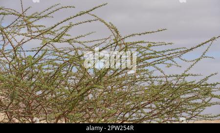 Akazienbaum im geologischen Park Timna, Israel Stockfoto