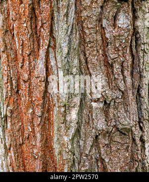 Hintergrund der Sophora-Rinde. Detail der Rinde von Sophora - lateinischer Name - Sophora japonica pendula. Stockfoto