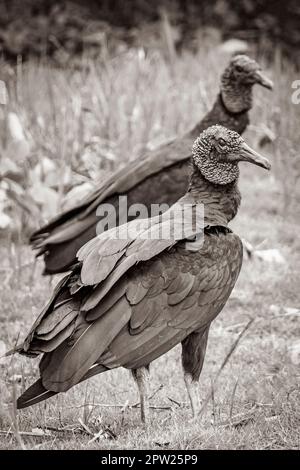 Paar tropische Schwarze Geier Coragyps atratus brasiliensis auf dem Mangrove und Pouso Beach Gras in der Natur von Ilha Grande Rio de Janeiro Braz Stockfoto