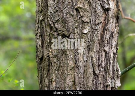 Hintergrund der Sophora-Rinde. Detail der Rinde von Sophora - lateinischer Name - Sophora japonica pendula. Stockfoto