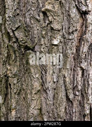 Hintergrund der Sophora-Rinde. Detail der Rinde von Sophora - lateinischer Name - Sophora japonica pendula. Stockfoto