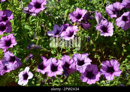 Blumenbeet mit bunten lila und violett Petunie. Makroaufnahme der schönen bunten Petunie (Petunia hybrida) Blumen Stockfoto