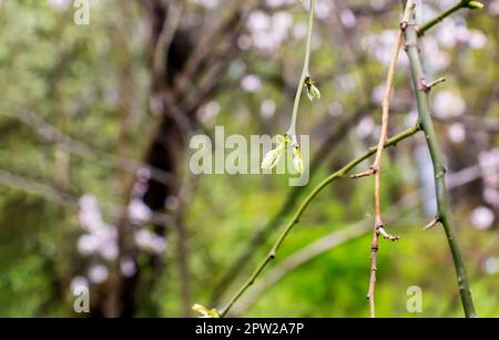 Weinende japanische Pagode mit Ästen mit Frühlingsblumen. Lateinischer Name Sophora japonica pendula Stockfoto