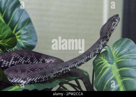 Der Pitviper auf dem Baumkörper hat ein wellenförmiges grünes Muster. Eine große Giftschlange Stockfoto