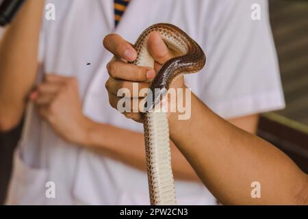 Die Sonnenstrahlschlange an den Händen von Männern ist eine nicht giftige Schlange. Der Körper ist schwarz bis dunkelbraun. Stockfoto