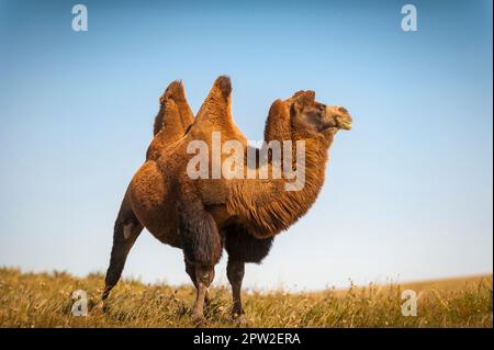 Ein Kamel beobachtet die Umgebung in der Grassteppe aufmerksam Stockfoto