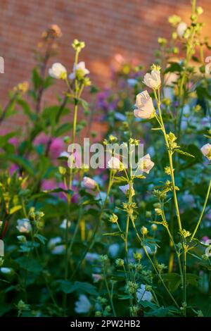 Nahaufnahme weißer Brüste, die blühen und auf hohen grünen Stämmen in einem privaten und abgelegenen Garten zu Hause blühen. Zartes, zerbrechliches rosa alcea rosea flo Stockfoto