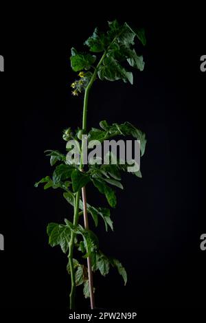 Blüte und Frucht von Tomaten. Grüner Tomatenbüsch auf schwarzem Hintergrund. Stockfoto