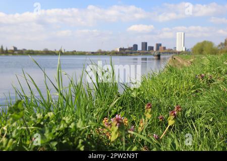 Walthamstow Wetlands, London Wildlife Trust, ein 211 ha großes Gelände mit 10 Reservoirs, die Trinkwasser für London, Großbritannien, liefern Stockfoto