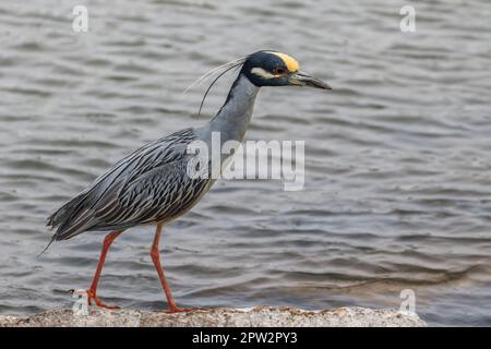 Gelbkronenreiher (Nyctanassa violacea) aus nächster Nähe Stockfoto