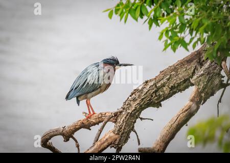Ein grüner Reiher (Butorides virescens) in einem Baum in Oklahoma Stockfoto