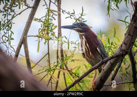 Ein grüner Reiher (Butorides virescens) in einem Baum in Oklahoma Stockfoto