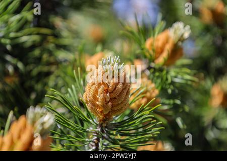 Blüte des Pinus mugo. Männliche Pollen, die Strobili produzieren. Neue Triebe im Frühjahr von Zwergkiefer. Koniferkegel. Gelber, pollenhaltiges Männchen Stockfoto
