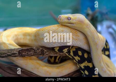 Albino-birmanische Python im Glasschrank, die auf den Verkauf wartet. Es ist ein beliebtes Haustier in Thailand. Stockfoto