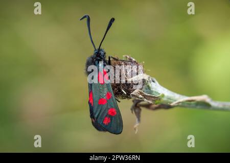 Sechs-Punkte-Burnet-Motte auf getrockneter Vegetation Stockfoto