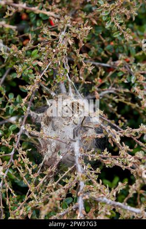 Uber einen Befall der Raupe der Braunschwanzmotte. Stockfoto