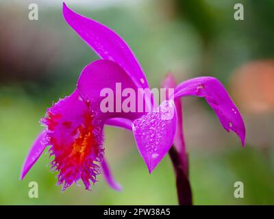 Rosafarbene Blume der hybriden frostempfindlichen Orchidee Pleione Stromboli „Fireball“ (pleionoides x bulbocodiodes) Stockfoto