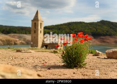 Vilanova de Sau, Spanien - 27. April 2023: Eine Mohnblütenpflanze ist am Sau-Wasserreservoir mit dem Glockenturm im Hintergrund zu sehen. Die Wasserreservoirs, eine der wichtigsten Wasserquellen der spanischen Region Katalonien und insbesondere der Stadt Barcelona, sind nach Angaben der katalanischen Wasserbehörde zu 6 % ausgelastet, während die Wasserreservoirs der Region zu 27 % ausgelastet sind. Die die lokale Regierung gezwungen hat, Maßnahmen gegen die Wasserknappheit zu ergreifen, da Spanien in eine Phase der chronischen Dürre eingetreten ist. Das rekordverdächtige Niveau hat die Stadt Sant Romà mit ihrem Ikos wieder auftauchen lassen Stockfoto