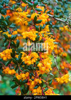 Orangefarbene Frühlingsblumen des aufsteigenden immergrünen, harten Strauchs, Berberis x stenophylla „Corallina Compacta“ Stockfoto