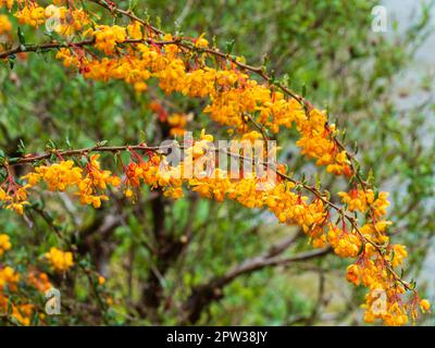 Orangefarbene Frühlingsblumen des aufsteigenden immergrünen, harten Strauchs, Berberis x stenophylla „Corallina Compacta“ Stockfoto