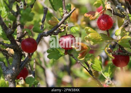 Stachelbeere, Ribes uva crispa unbekannter Sorte, reife rote Frucht in Nahaufnahme mit einem verschwommenen Hintergrund aus Blättern. Stockfoto