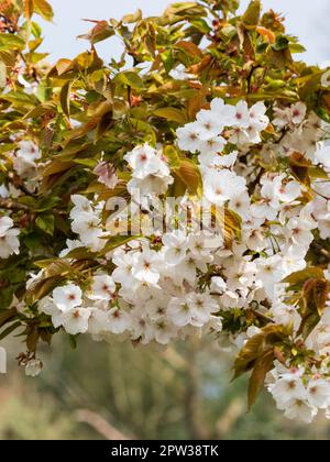 Frühlingsblüte der Zierquelle, die große weiße Kirsche, Prunus „Tai Haku“ blüht Stockfoto